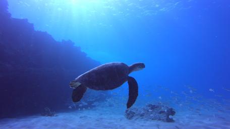 Green Sea Turtle wallpaper