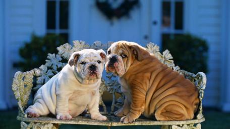 Charming English Bulldogs on a Bench wallpaper