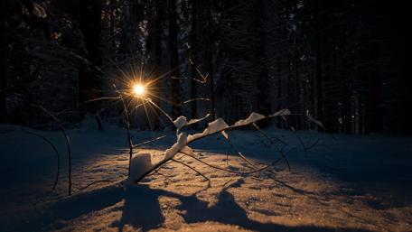 Twilight's Embrace in a Snowy Forest wallpaper
