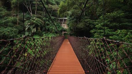 Hanging bridge in the forest wallpaper