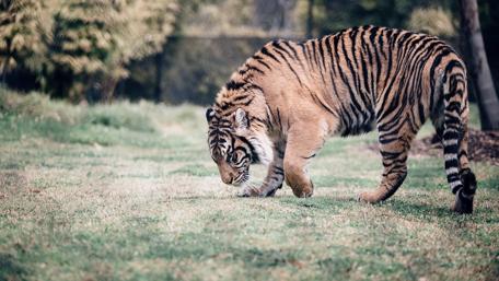 Tiger in Ranthambore National Park wallpaper