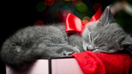 Christmas Kitten wallpaper