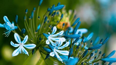 Blue flower wallpaper