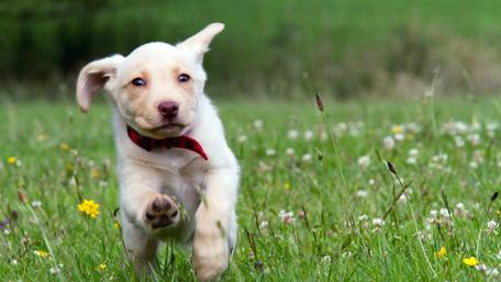 Labrador retriever puppy wallpaper