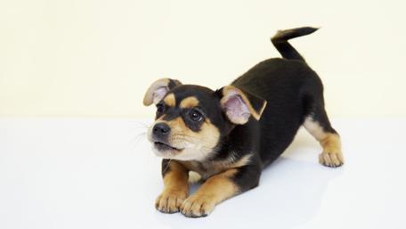 Adorable Playful Puppy Wallpaper wallpaper