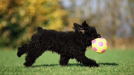 Playing Black Pumi puppy wallpaper