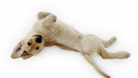 Playful Puppy Enjoying Life wallpaper