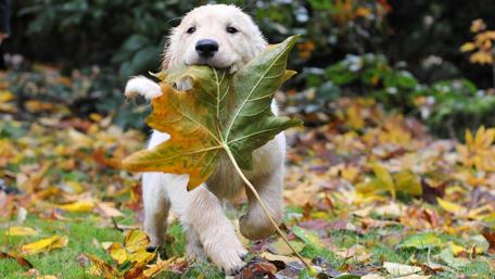 Autumn Playtime for a Puppy wallpaper