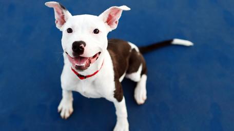 American Pit Bull Terrier puppy wallpaper