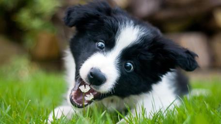 Border Collie puppy wallpaper