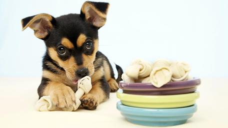 Playful Puppy with Chew Toys Ready to Snack wallpaper