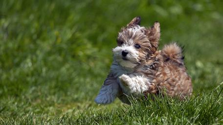 Bichon havanese puppy wallpaper