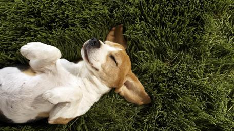 Jack Russel Terrier puppy wallpaper