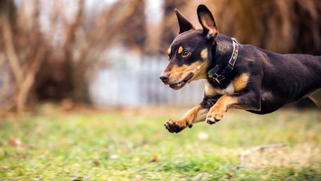 Miniature Pinscher wallpaper
