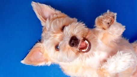 West Highland White Terrier wallpaper