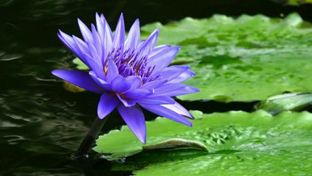 Blooming Lotus in Serene Waters wallpaper