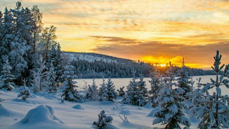 Snowy forest in the sunset wallpaper