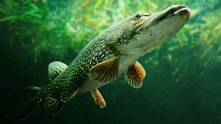 Pickerel - Underwater Photography wallpaper