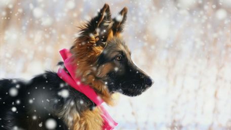 Old German Shepherd puppy wallpaper
