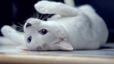 White cat with blue eyes wallpaper