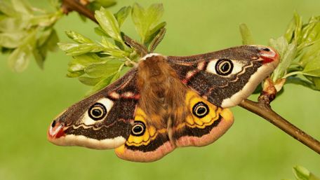 Butterfly wallpaper