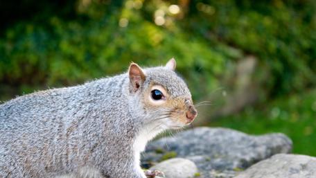 Curious Squirrel in Nature's Embrace wallpaper