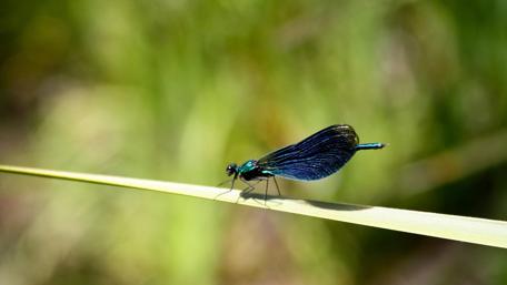 Elegant Dragonfly on a Leaf in Nature's Embrace wallpaper