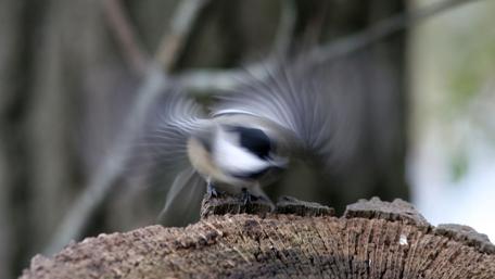 Graceful Chickadee in Motion wallpaper