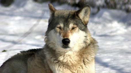 Majestic Wolf in Winter Landscape wallpaper