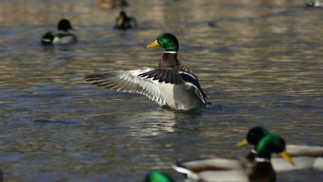 Mallards wallpaper