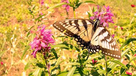 Delicate Butterfly on Vibrant Pink Flowers wallpaper