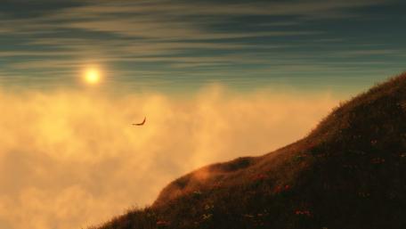 Flying bird in the sunset wallpaper