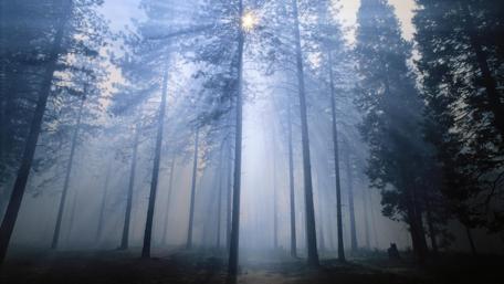 Misty Forest with Sunlight Rays Amidst Tall Trees wallpaper