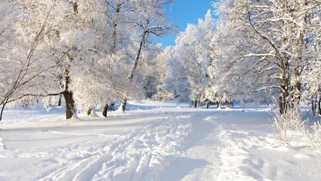 Snowy forest path wallpaper