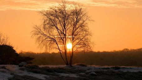 Lonely tree in the winter sunset wallpaper