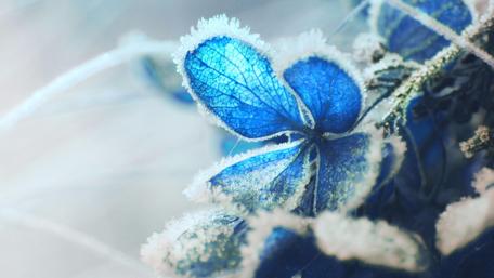 Blue flower in hard rime wallpaper