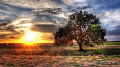 Golden Dawn Over a Lonely Tree in a Field wallpaper
