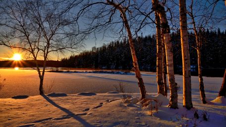 Birch in winter wallpaper