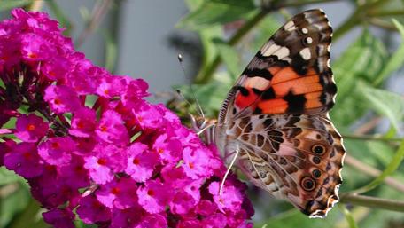 Colorful Butterfly on Vibrant Pink Flower wallpaper