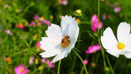 Bee in a wildflower wallpaper