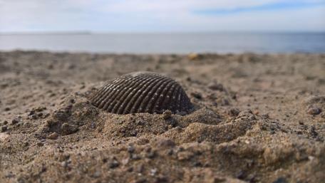 A shell in the sand wallpaper