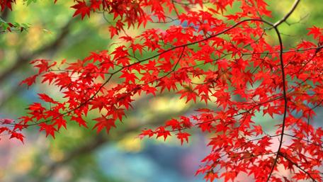 Red leaves wallpaper