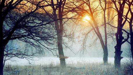 Foggy forest wallpaper