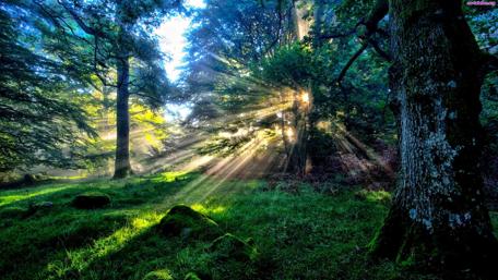 Perfect picnic spot wallpaper