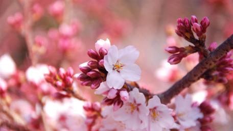 Cherry blossom wallpaper