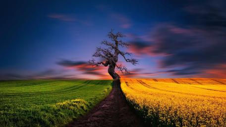Tree on the field wallpaper