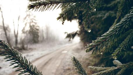 Pine twig wallpaper
