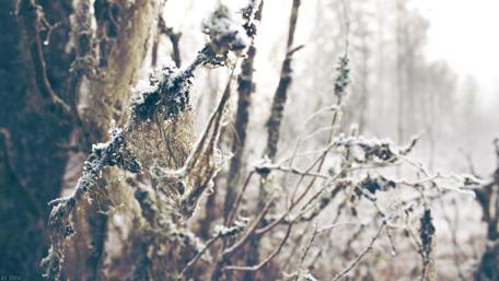 Winter hoarfrost ❄️ wallpaper