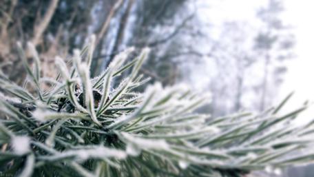 Macro hoarfrost ❄️ wallpaper