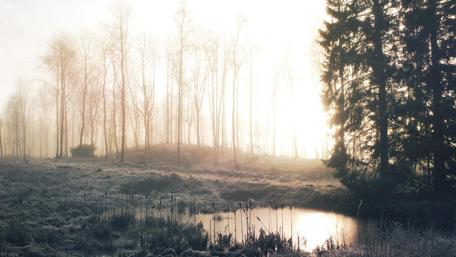 Serene Winter Morning in a Misty Forest wallpaper